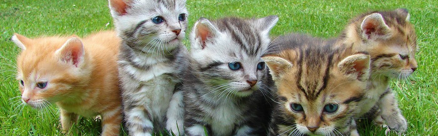 kittens for sale humane society